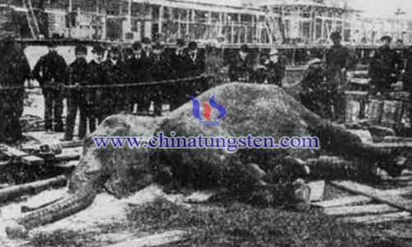 1903年被電死的紐約公園馬戲團(tuán)大象“圖潑西”。（紀(jì)錄片Electrocuting an Elephant）